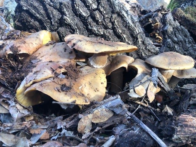 Top 3 Mushroom Species on Oak trees in El Dorado County