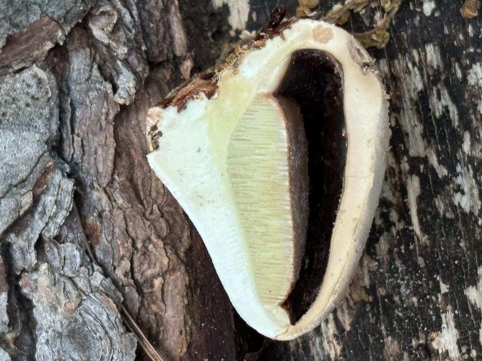 Cryptoporus volvatus sliced in half, showing the pale pore surface hidden beneath its veil