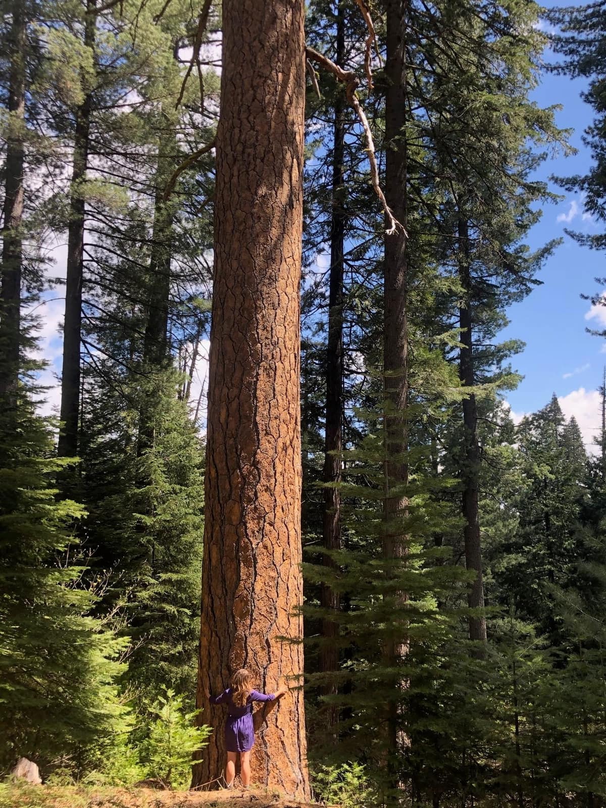 A large ponderosa pine, the kind of mature tree an independent consulting arborist is brought in to assess
