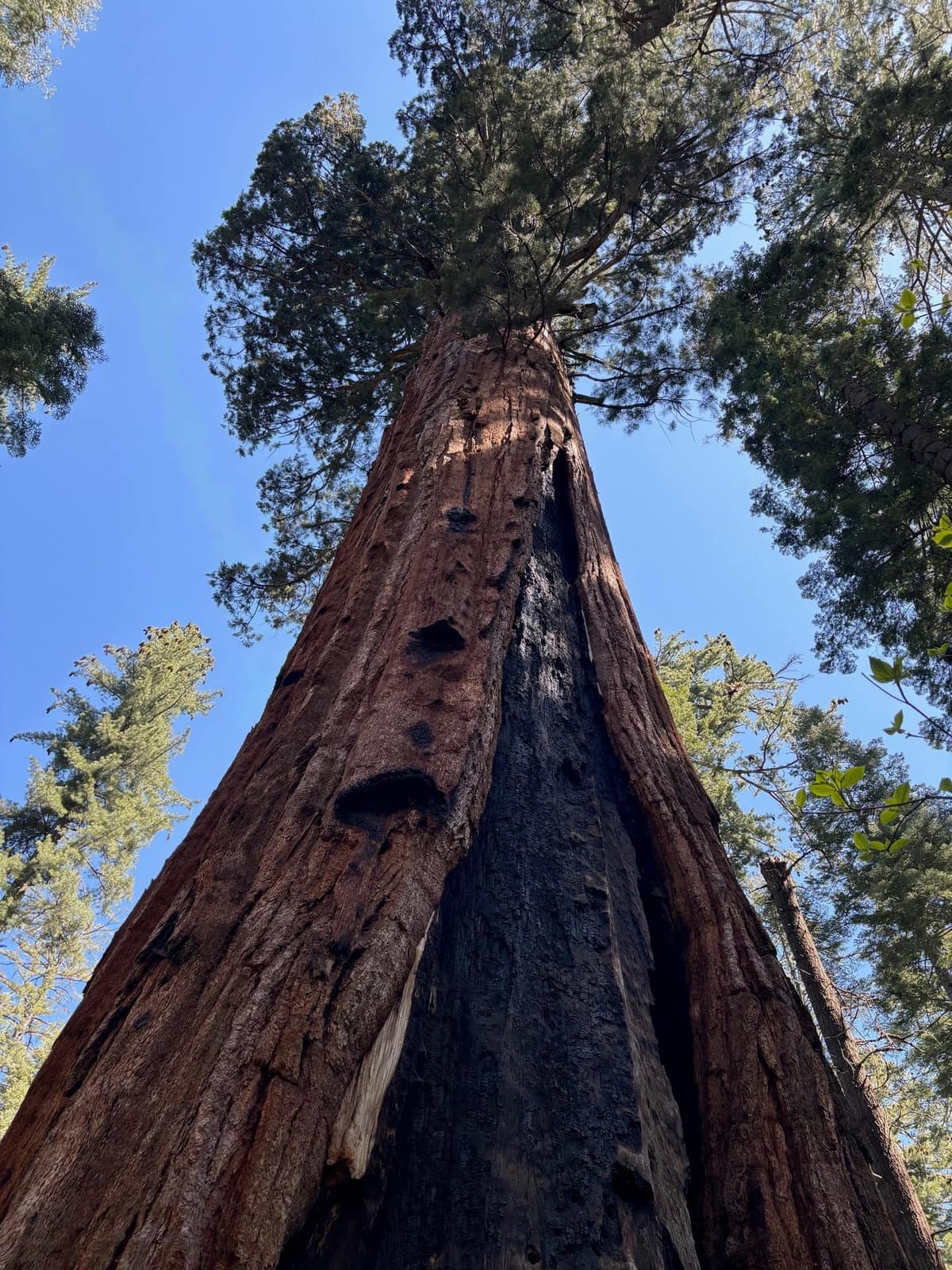 Giant sequoia canopy viewed from below, with a dark fire scar on the massive trunk