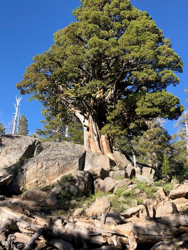 Trees and Fungi