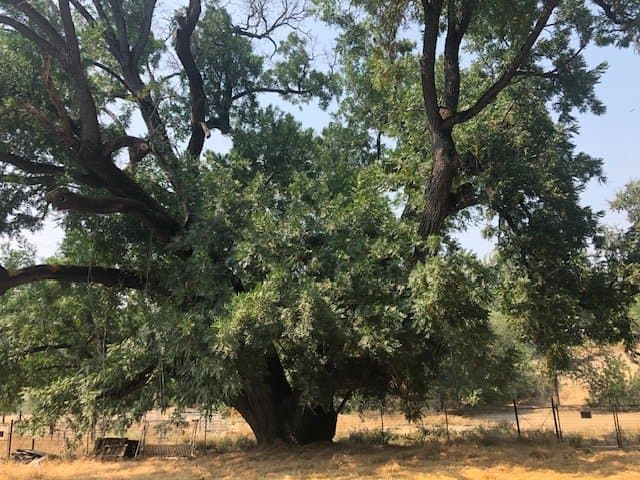 Science meets Trees