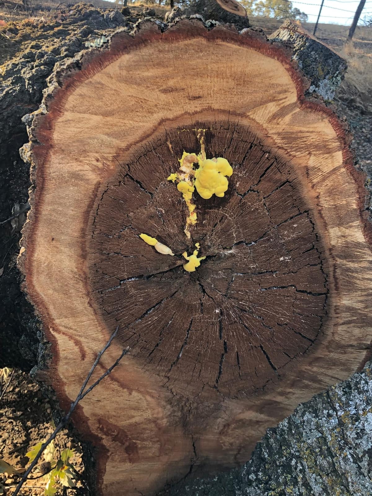 Laetiporus shelf fungi