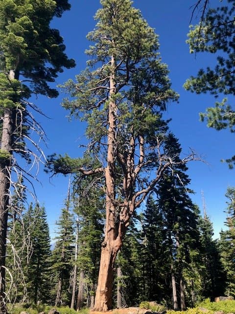 A large ponderosa pine on a foothill property, the kind of tree defensible space work has to account for