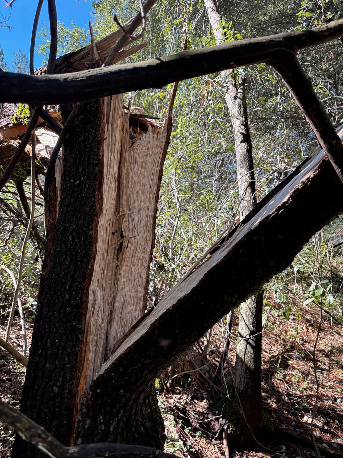 An oak that has failed at the trunk, the kind of structural failure that advanced root and butt decay can cause