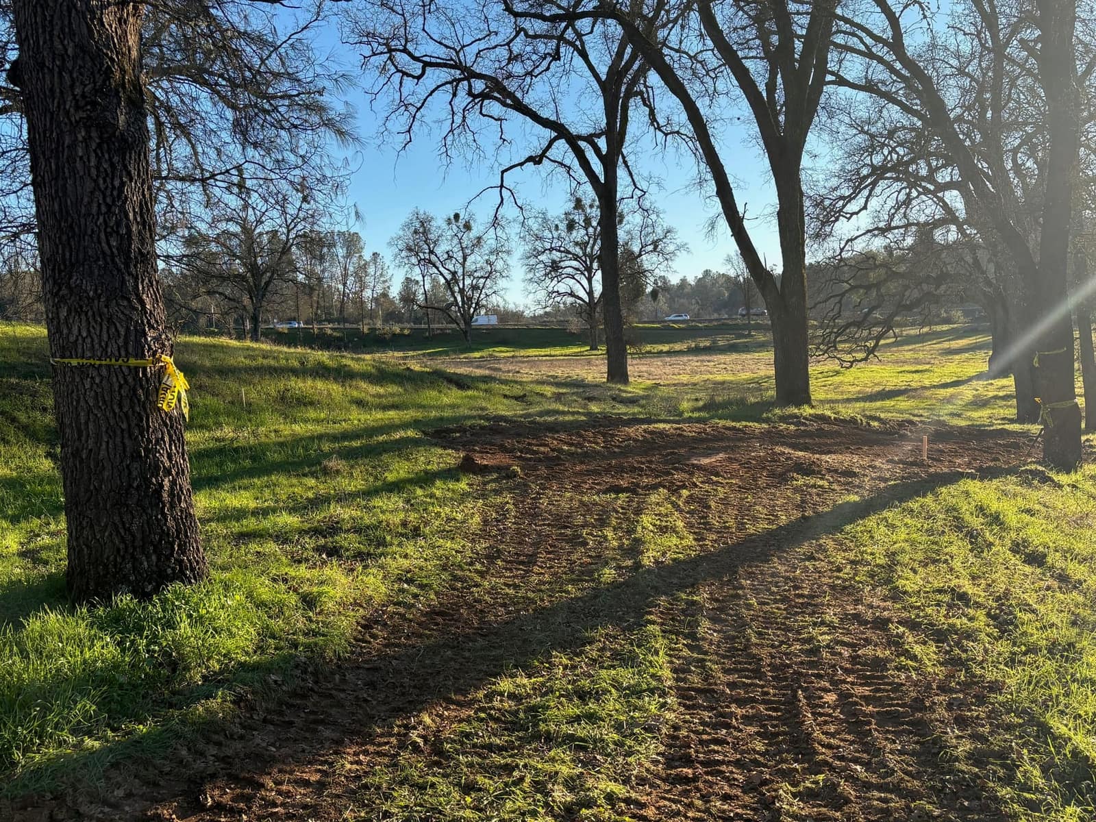 California foothill oaks in winter, the kind of oak country where sudden oak death is not established