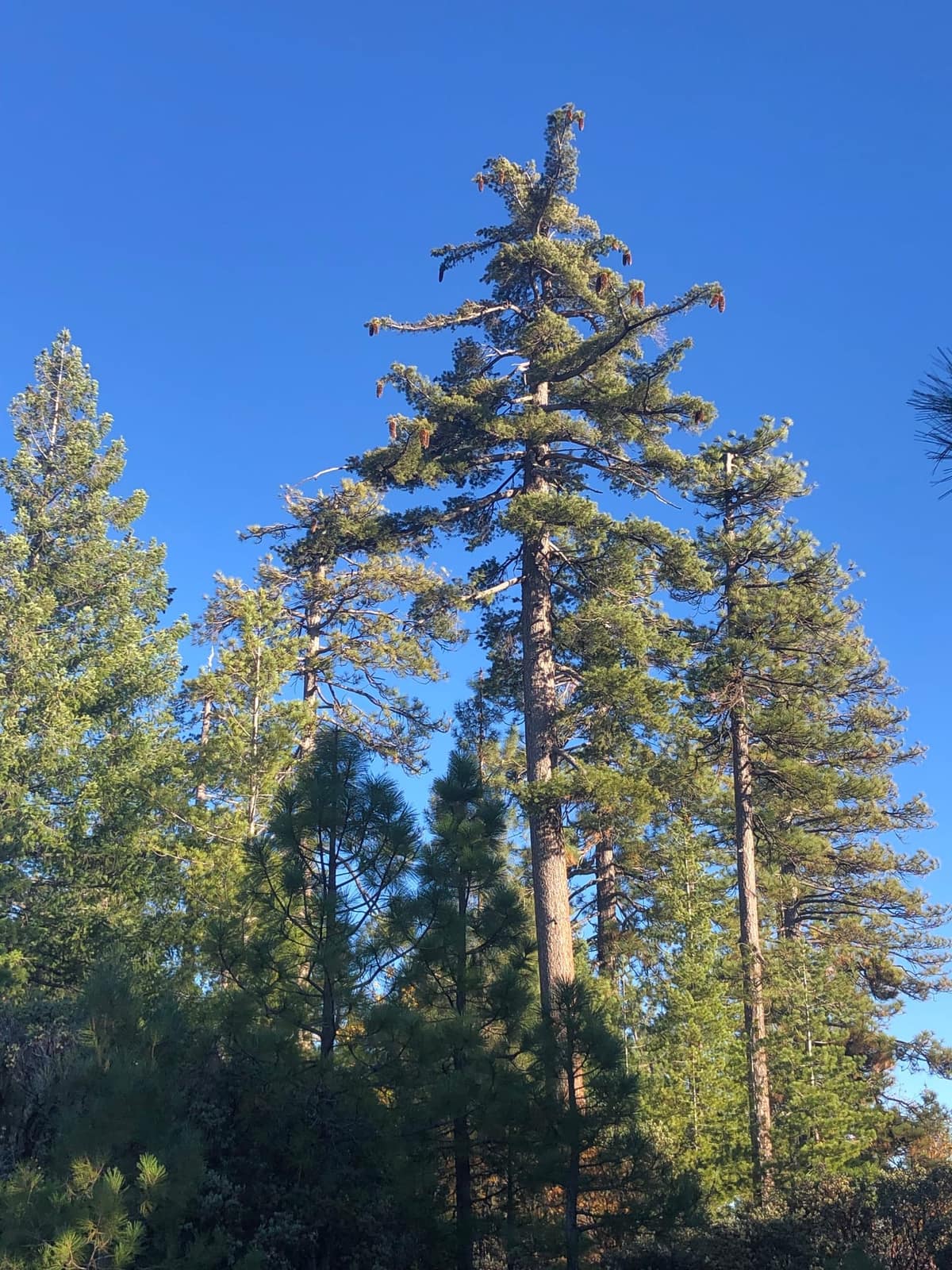 Sierra Nevada forest trees at golden hour