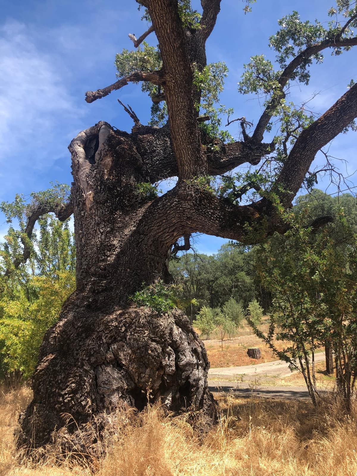 A mature valley oak, the primary California host of the Mediterranean oak borer