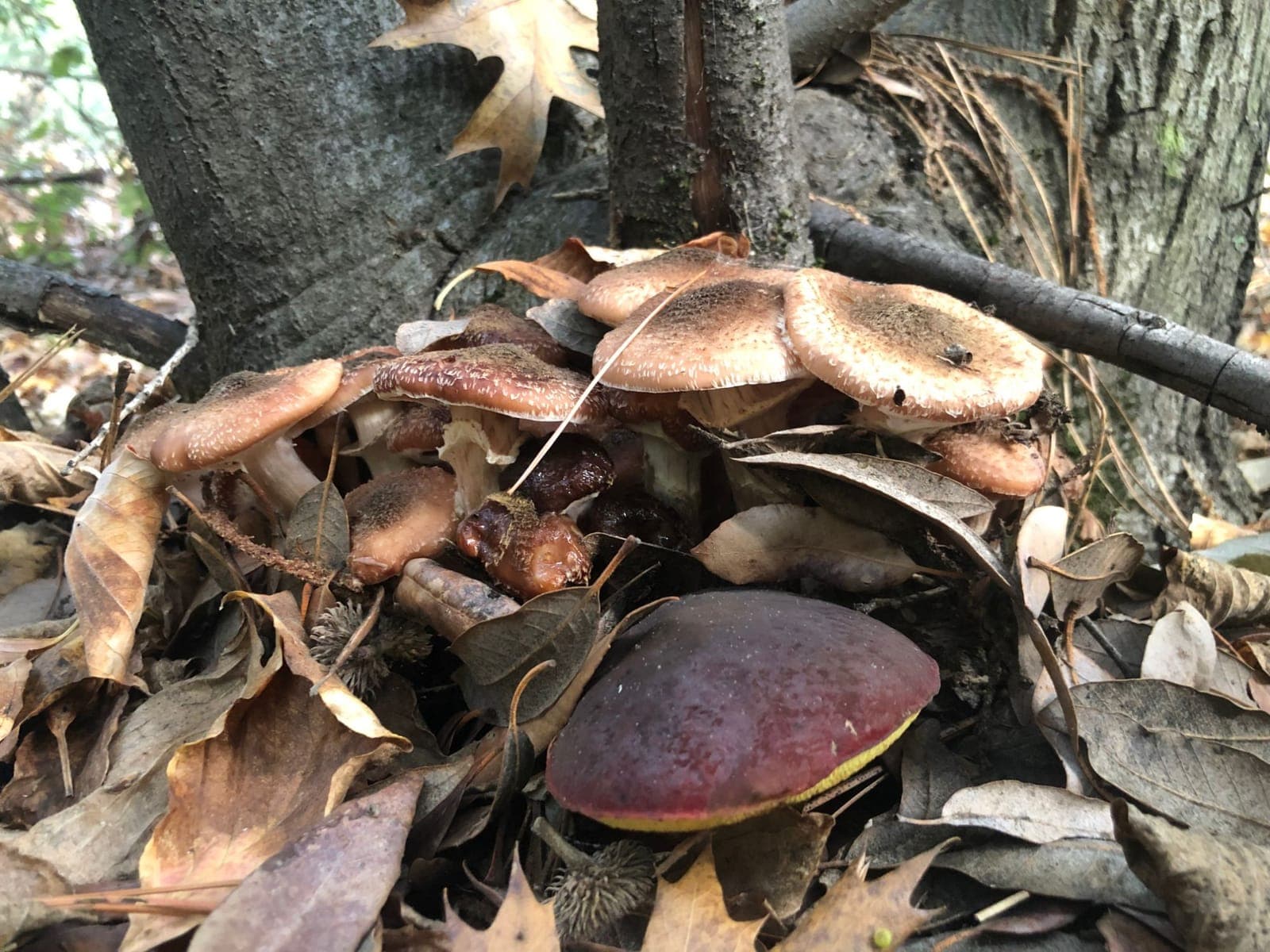 A cluster of Armillaria sinapina at the base of a tree, with a red capped Xerocomellus bolete in the leaf litter beside it