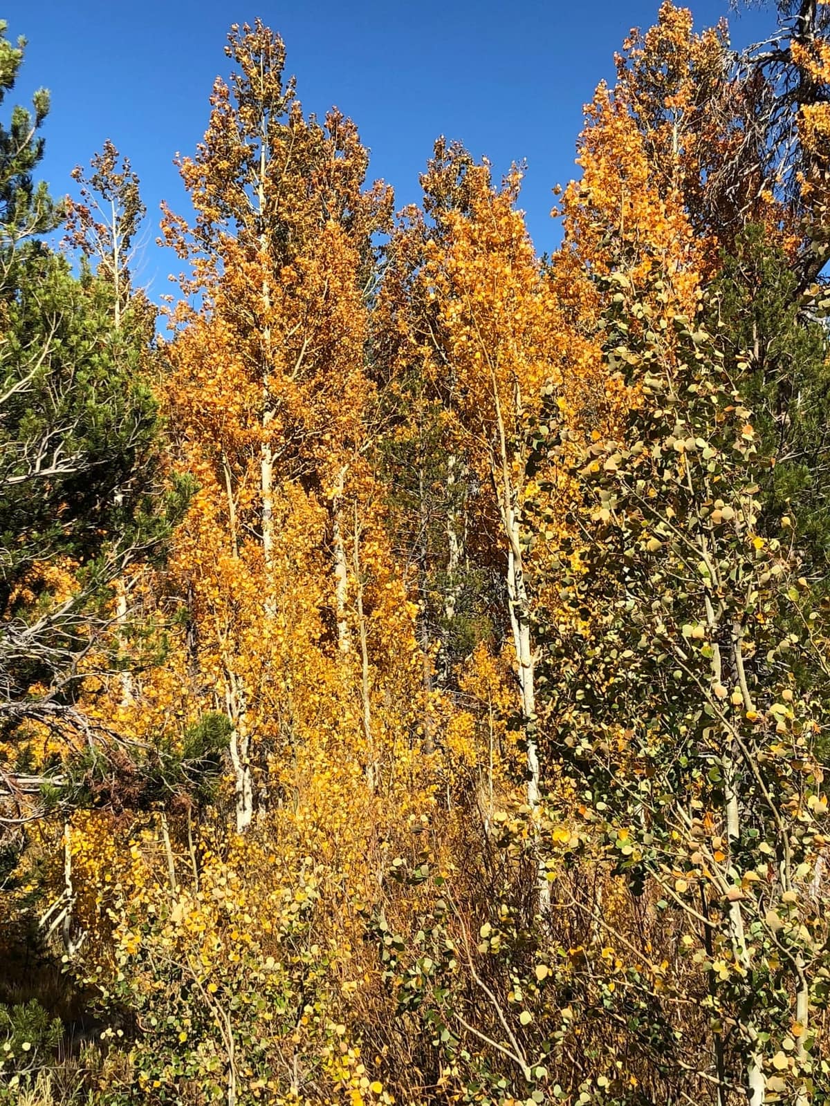 Invasive Ambrosia Beetles cultivate fungi and fear among arborists