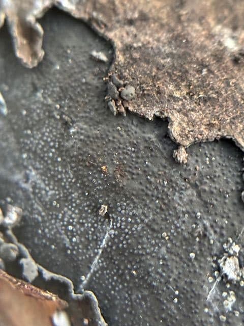 The black carbonized stroma of Biscogniauxia, charcoal canker, erupting through oak bark