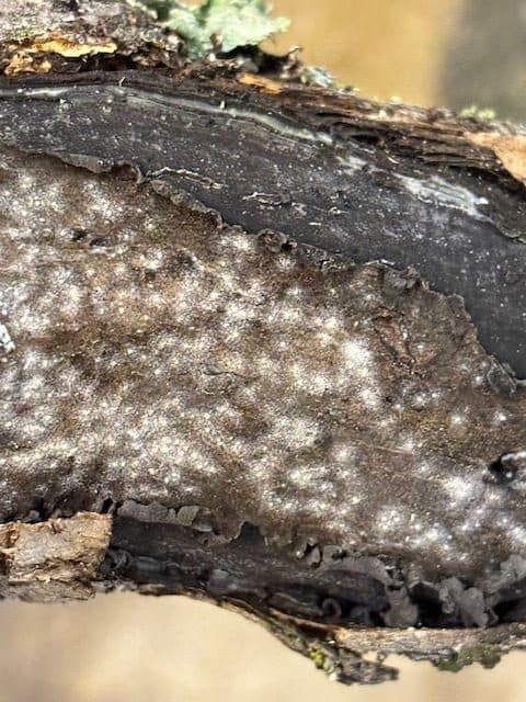 The pale spore bearing stroma of Biscogniauxia mediterranea on a blue oak branch