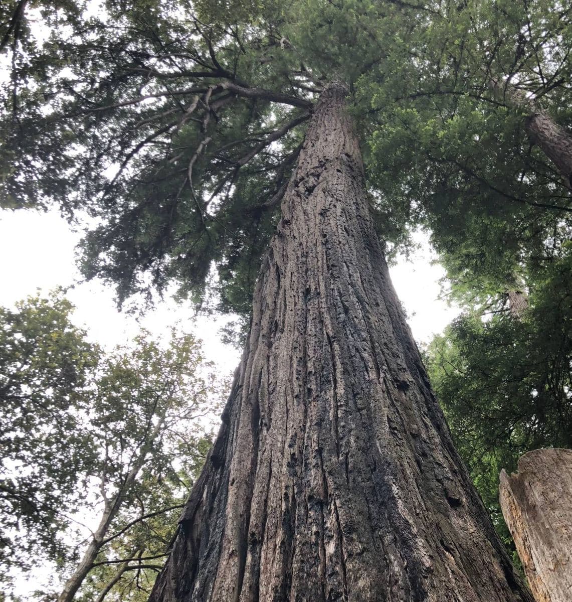 Looking up the furrowed trunk of a mature coast redwood into its canopy in a North Coast forest