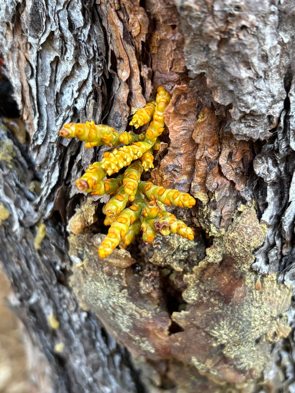 Dark seeping streaks with a fleck of white foam on a live oak limb, the early look of foamy bark canker