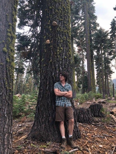 Arborist leaning against a large fir tree covered in conks and green lichen