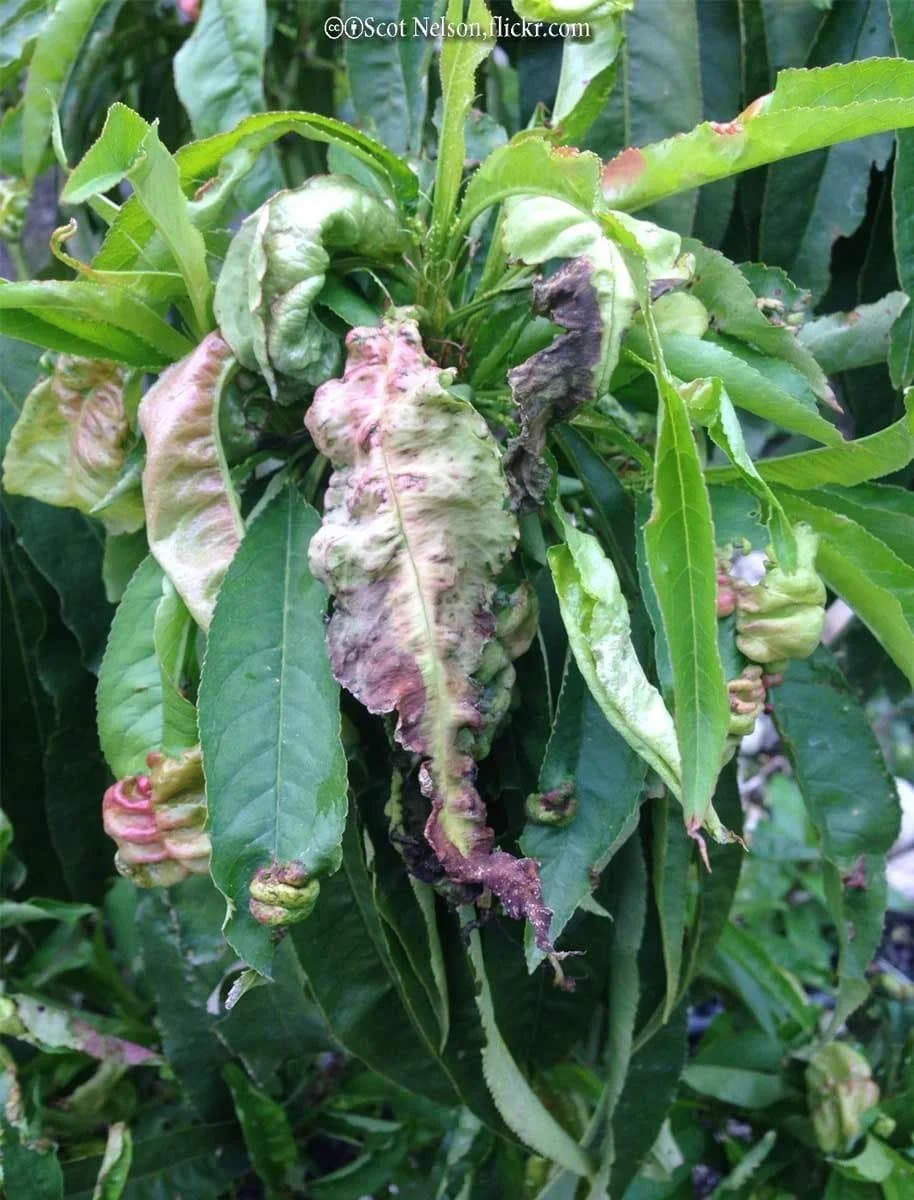Distorted, reddened new growth caused by peach leaf curl, the fungal disease Taphrina deformans