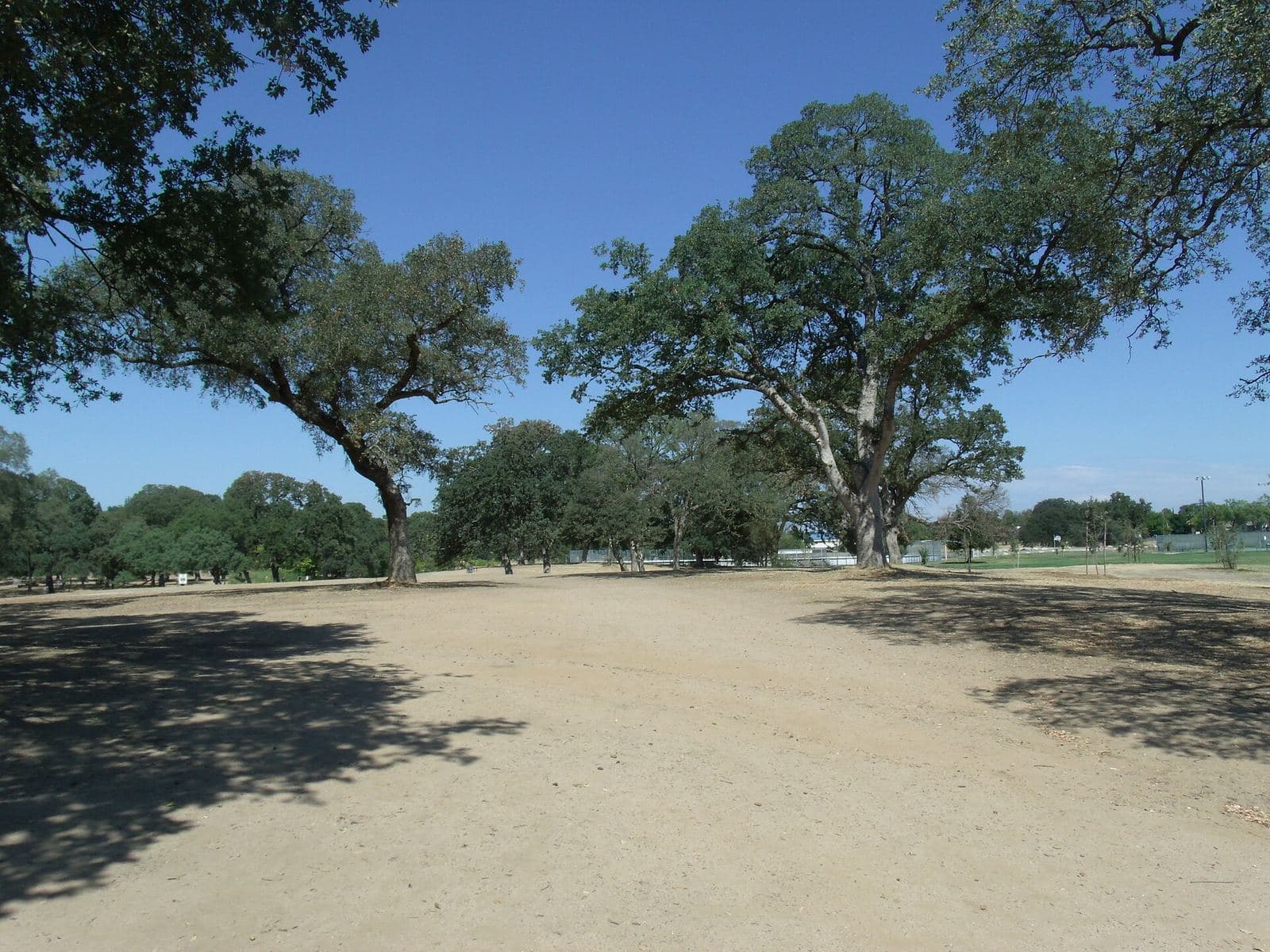 Mature oaks with wide spreading crowns at Johnson-Springview Park in Rocklin, California