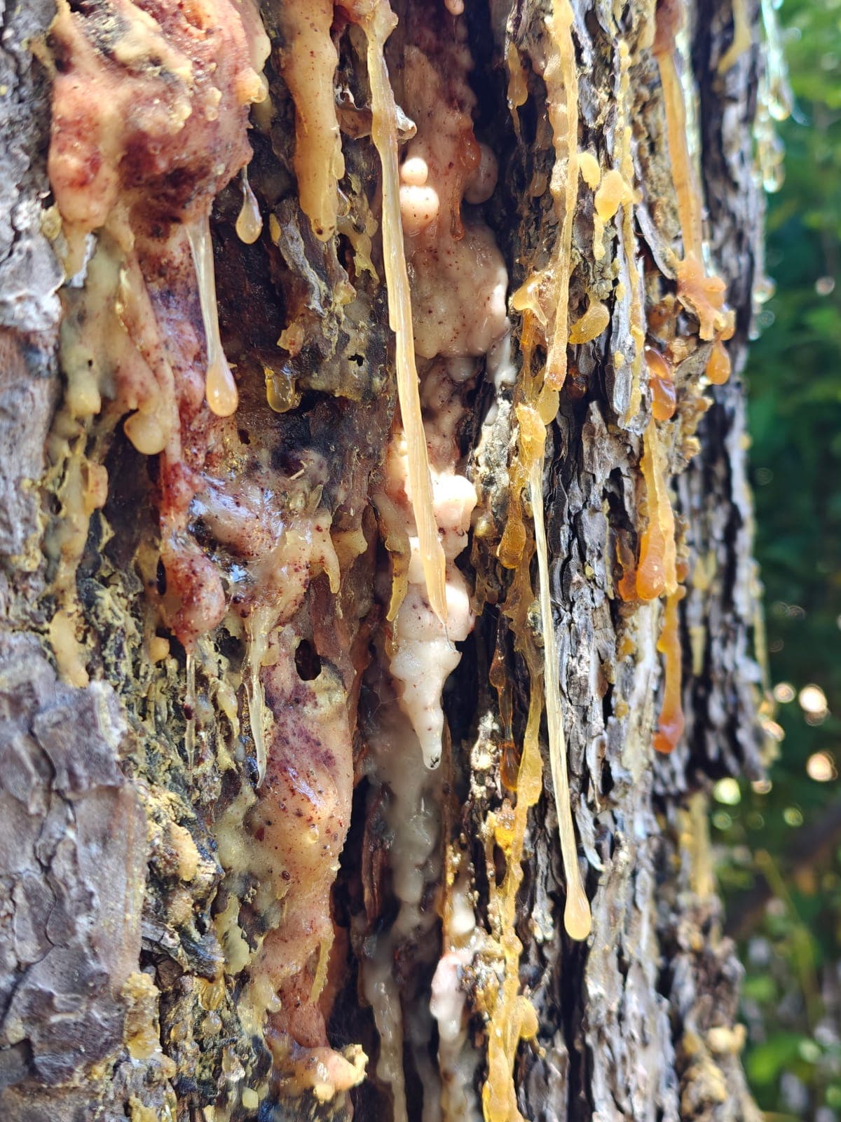 Soft cream and pink sequoia pitch moth masses with amber resin drips on pine bark, alarming to see and rarely serious