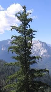 Sugar pine bearing long cones in a Sierra forest