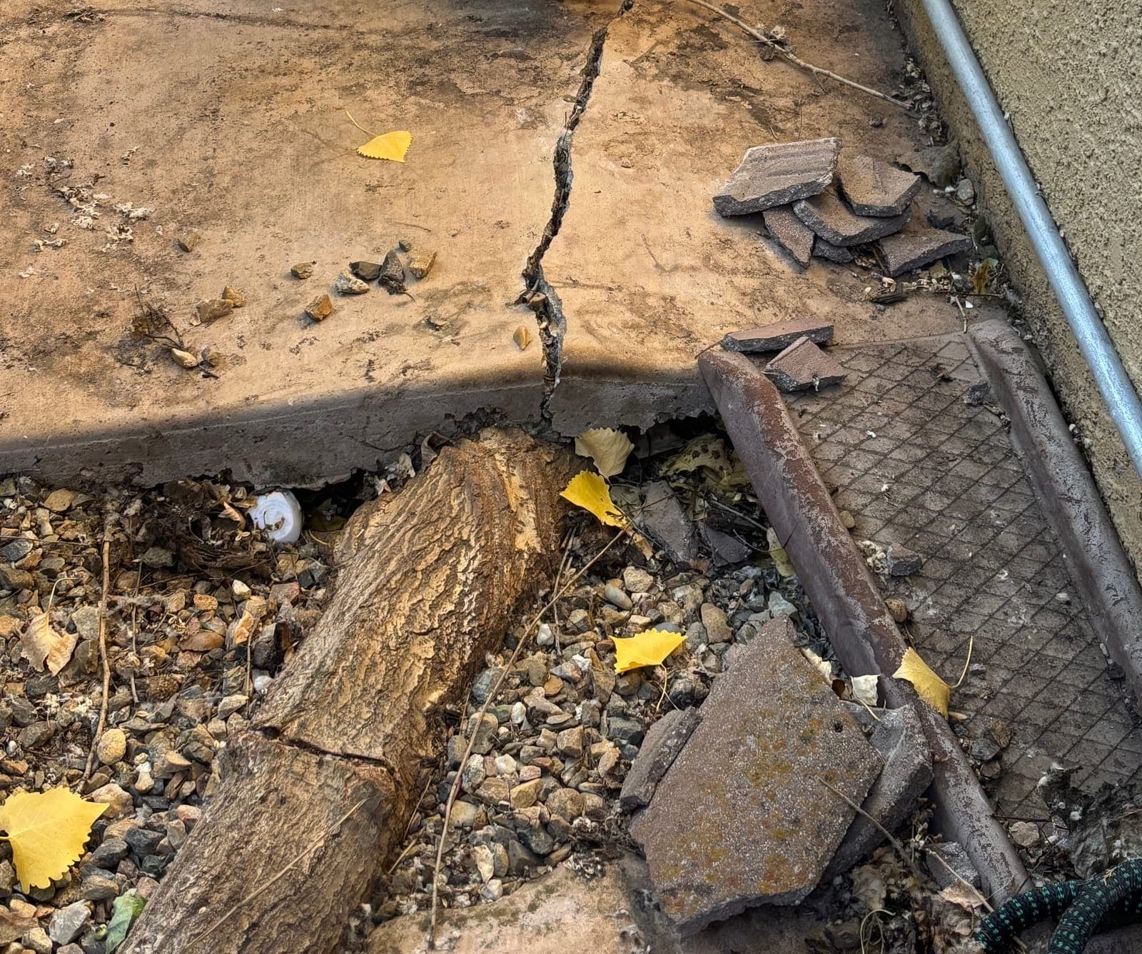 A large tree root that has grown beneath a concrete slab and cracked and lifted it against a house, with the root cut and exposed