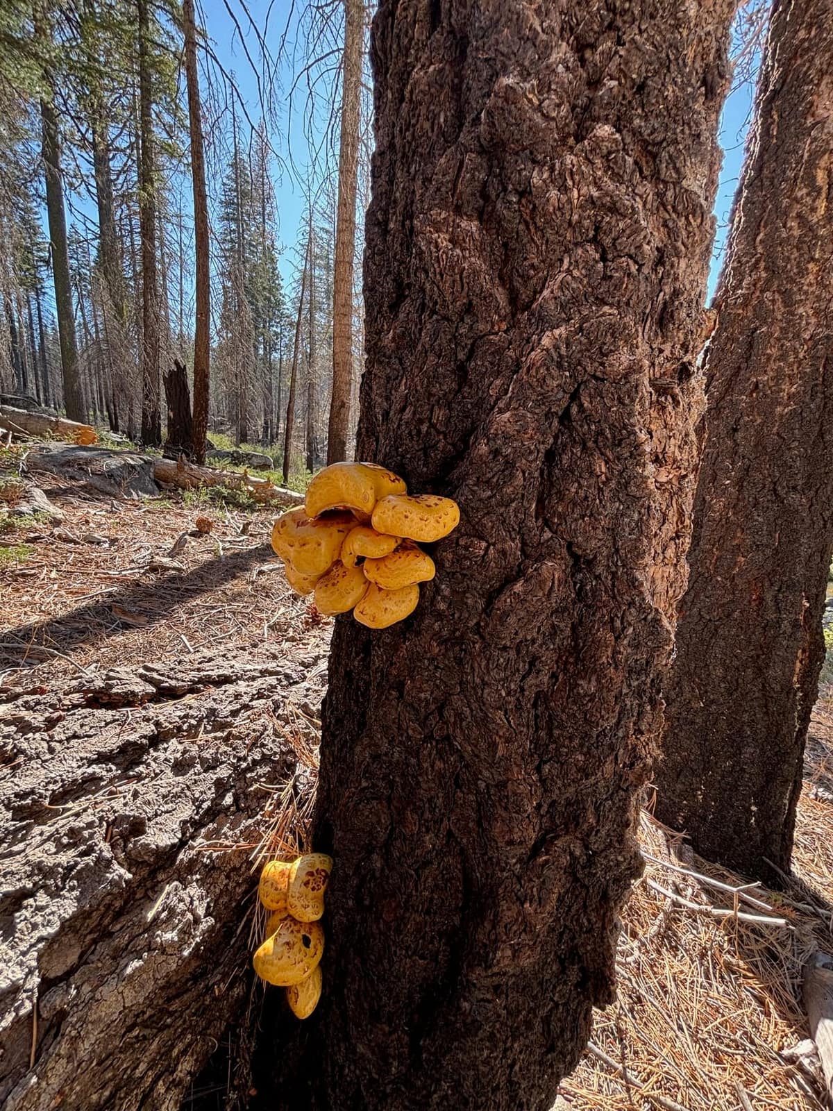 Clusters of yellow mushrooms growing on a fire scarred white fir trunk