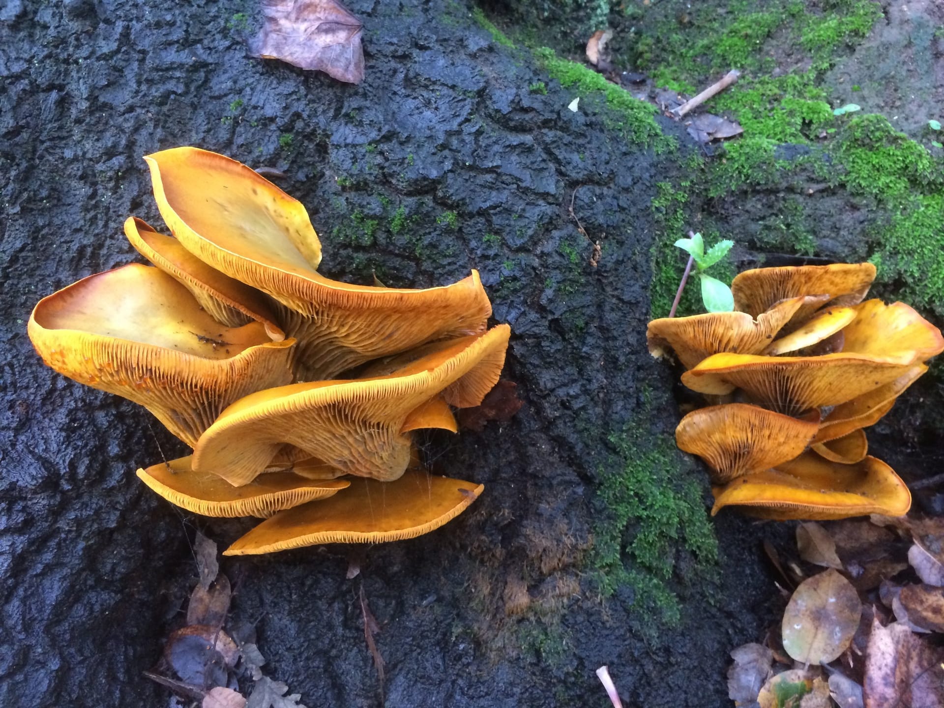 Omphalotus olivascens, the western jack o lantern, clusters of olive tinted orange mushrooms at the base of an oak